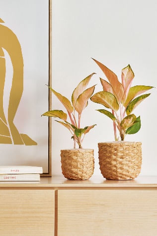 Cachepot-em-ceramica-Mart-2364530