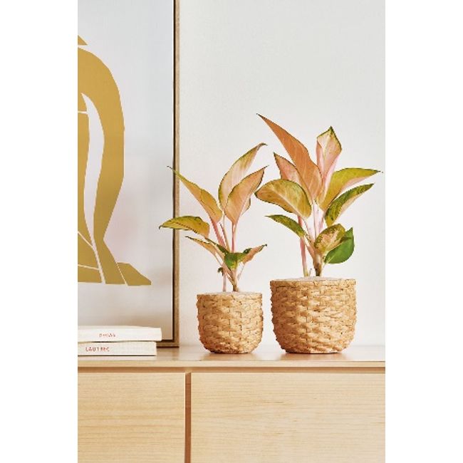 Cachepot-em-ceramica-Mart-2364530