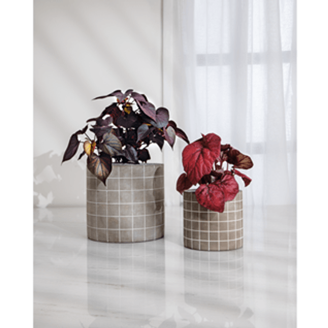 Cachepot-em-cimento-M-Mart-2364271