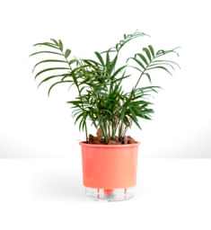 Vaso-Autoirrigavel-Wishes-Alt--11-X-Larg--12-Coral-1635182