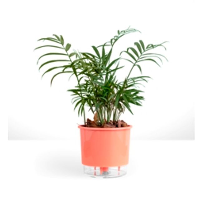 Vaso-Autoirrigavel-Wishes-Alt--11-X-Larg--12-Coral-1635182