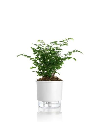 Vaso-Autoirrigavel-Rainbow-Alt--14-X-Larg--16-Branco-1635190