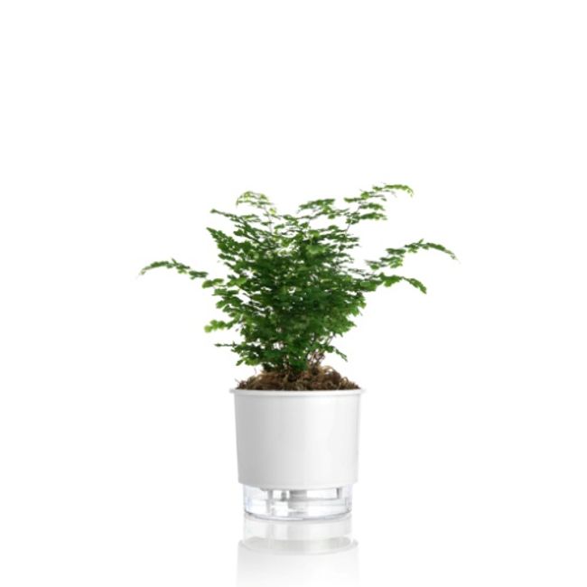 Vaso-Autoirrigavel-Rainbow-Alt--14-X-Larg--16-Branco-1635190