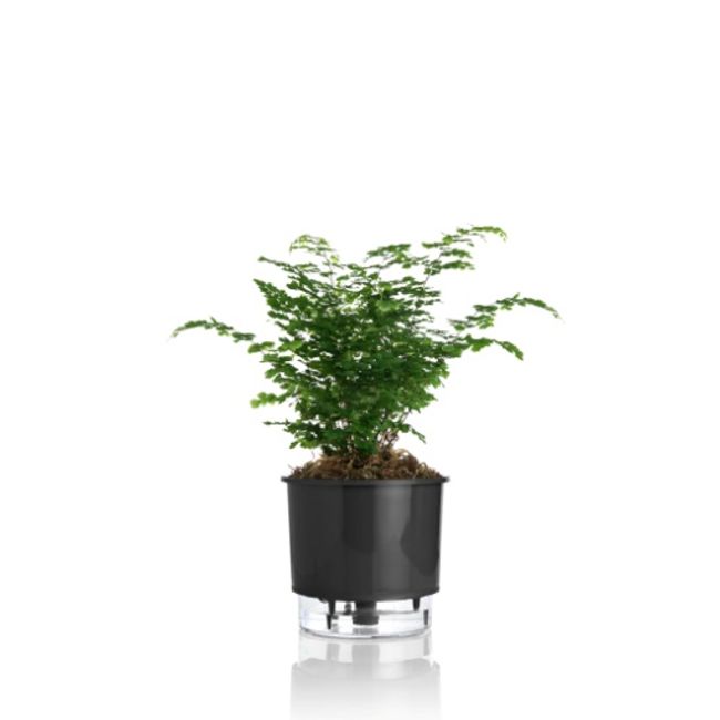 Vaso-Autoirrigavel-Rainbow-Alt--14-X-Larg--16-Preto-1635204