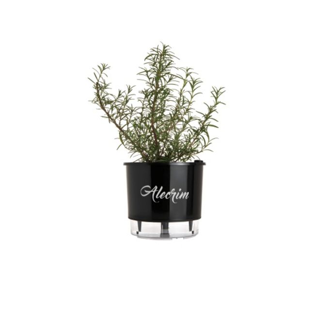 Vaso-Autoirrigavel-Alecrim-Alt--14cm-X-Larg--16cm-Preto-1635239
