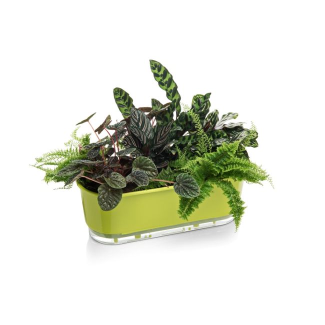 Jardineira-Autoirrigavel-Rainbow-Alt--14cm-X-Larg--40cm-Verde-Claro-1635301